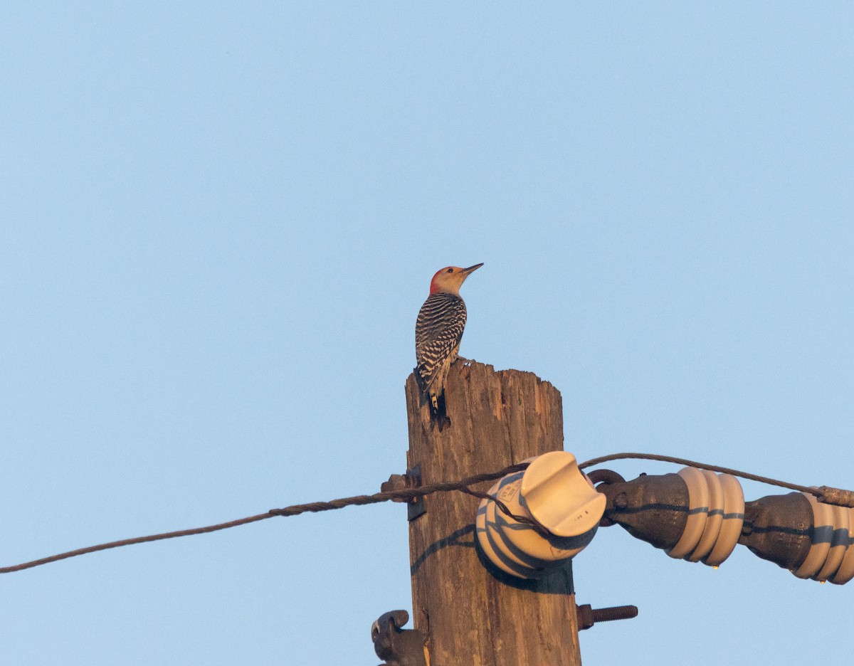Red-bellied Woodpecker - ML645777342