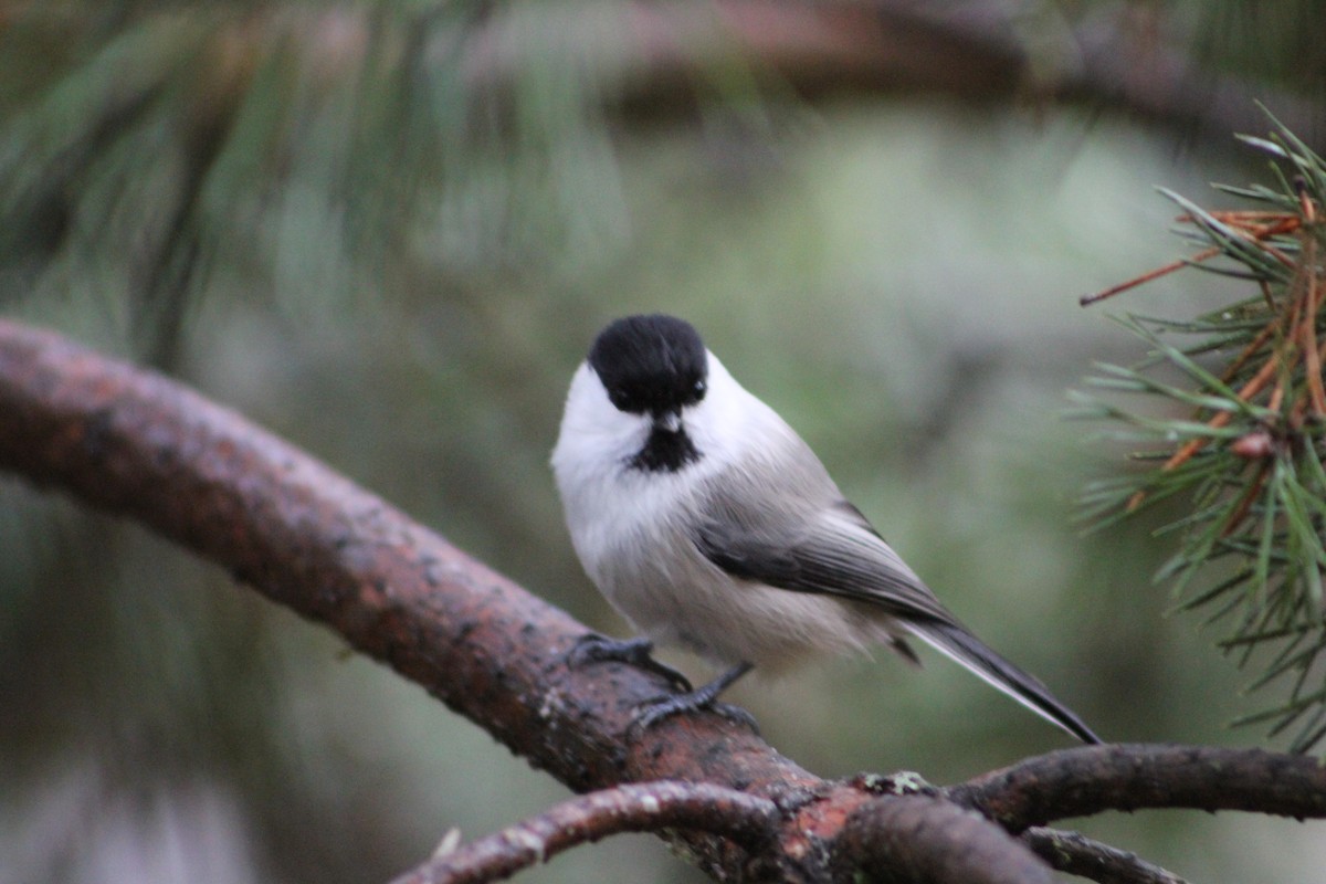 Пухляк - ML645777343