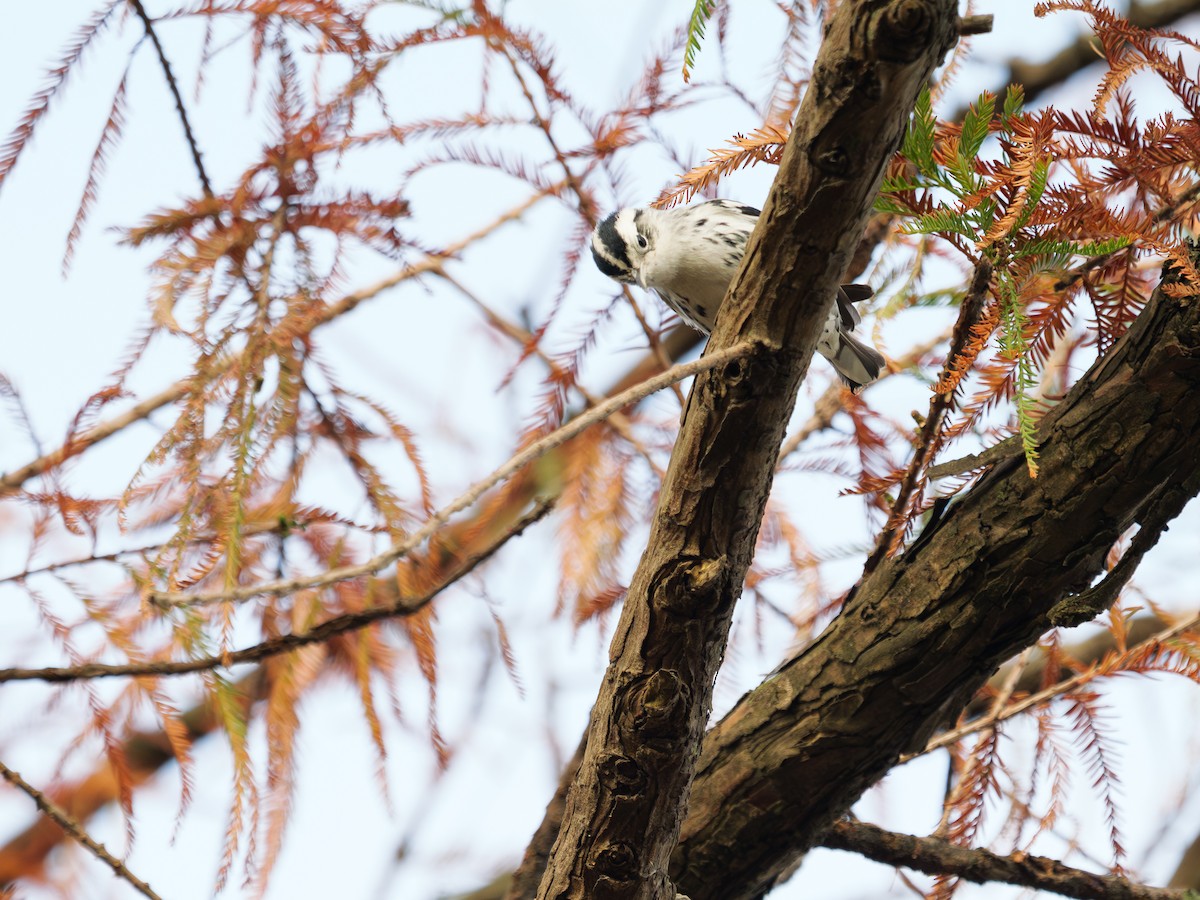 Black-and-white Warbler - ML645777344