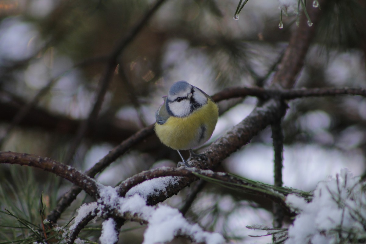 Eurasian Blue Tit - ML645777362