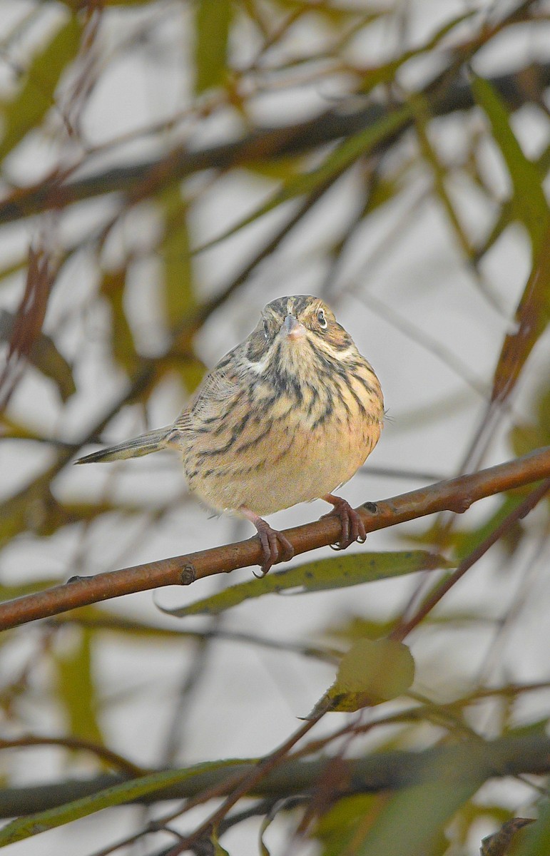 赤胸鵐 - ML645777363