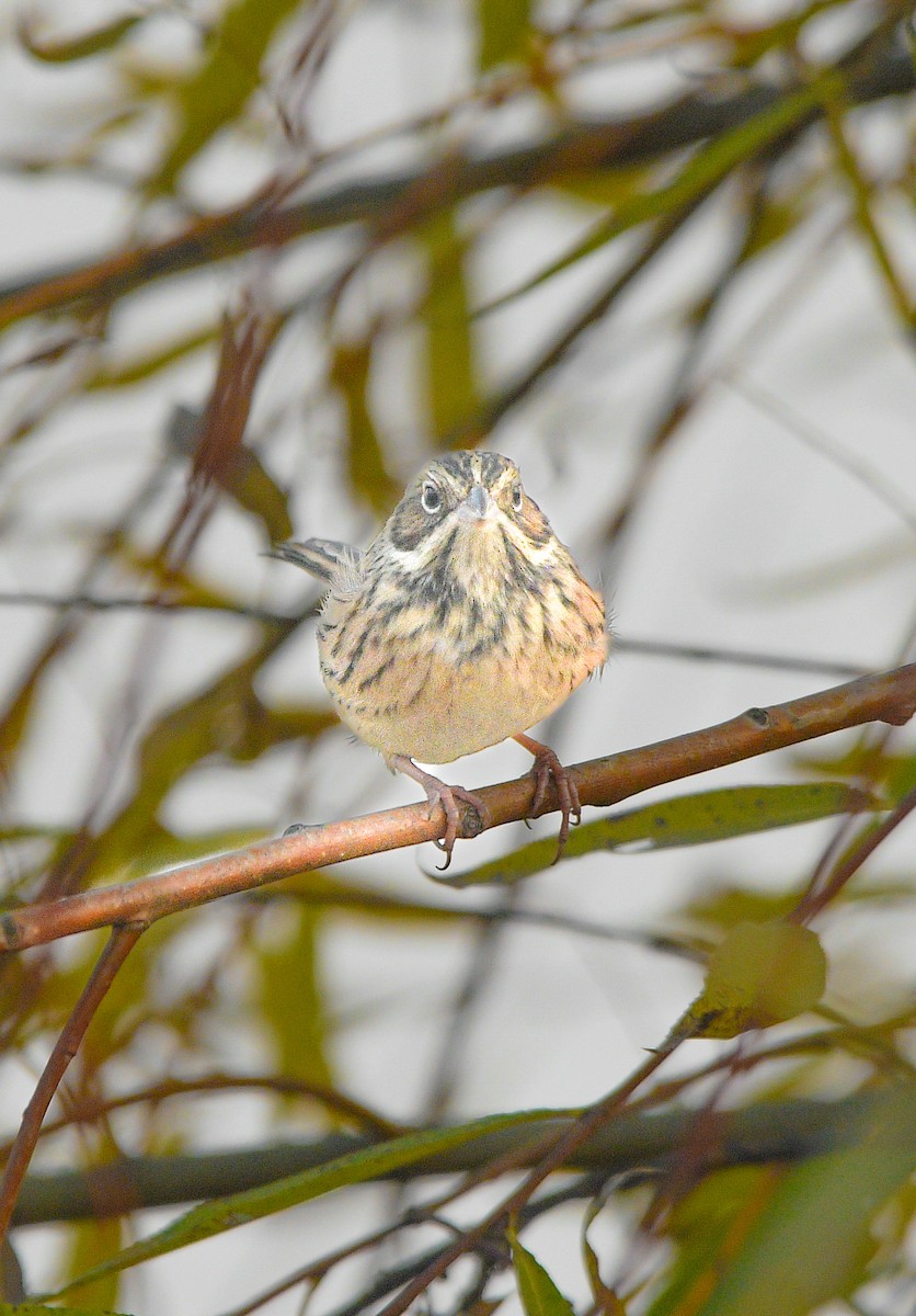 赤胸鵐 - ML645777364