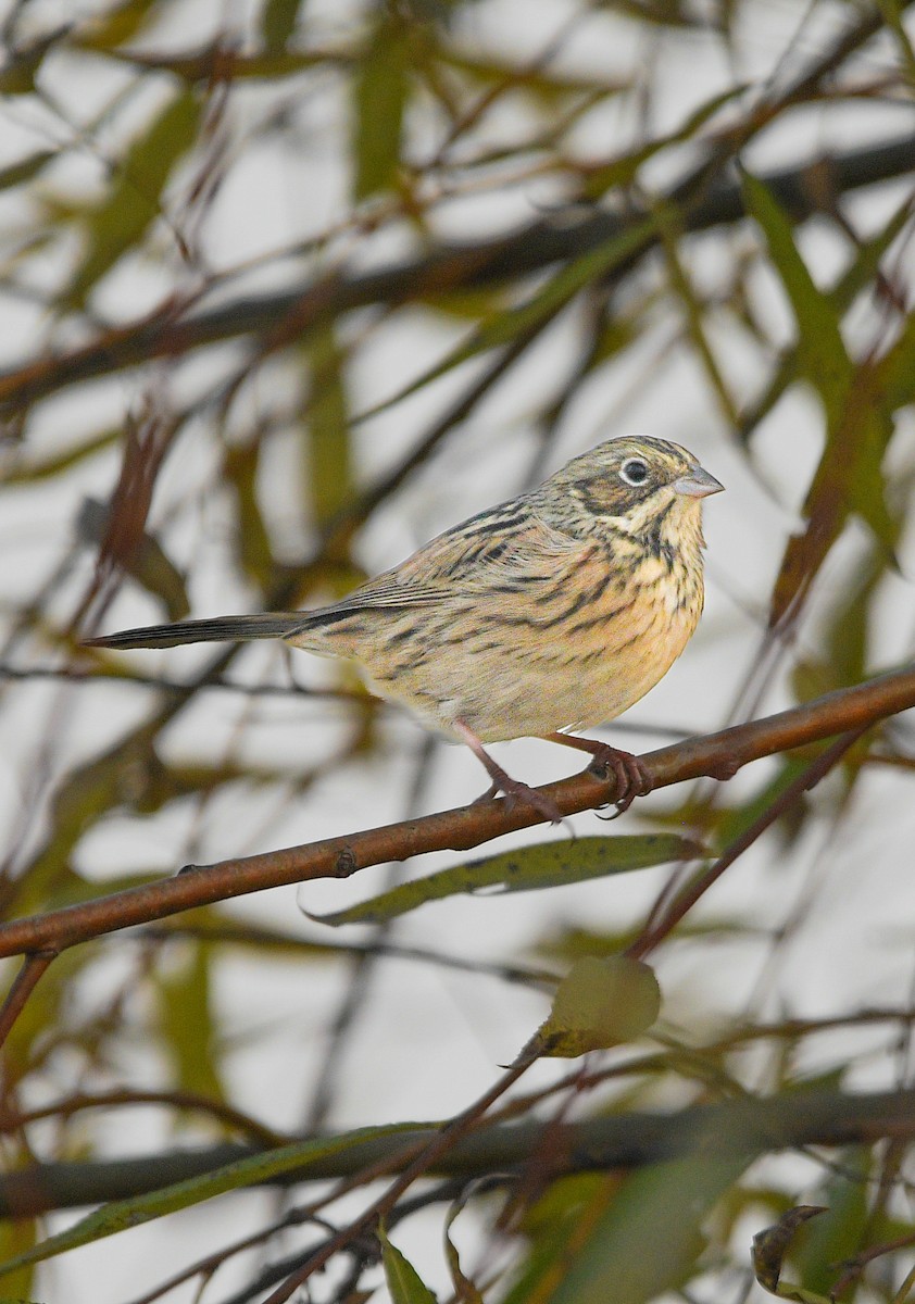 赤胸鵐 - ML645777365