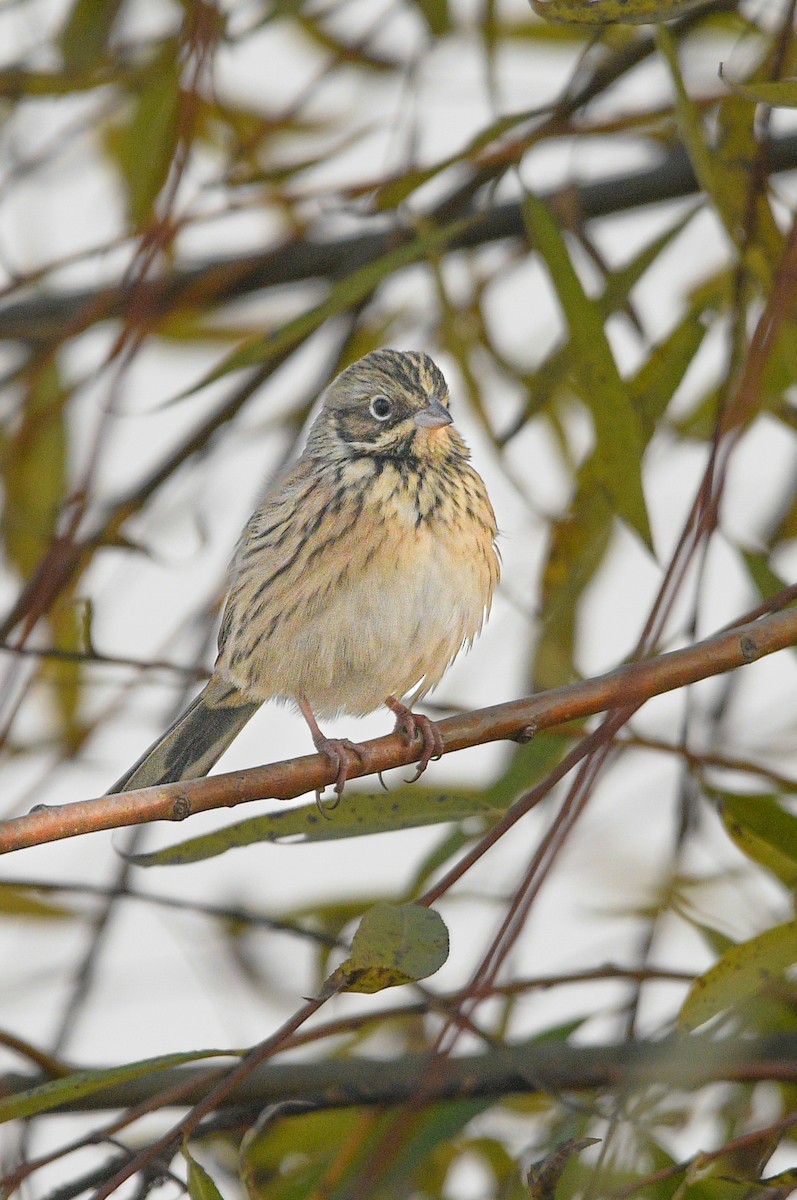 赤胸鵐 - ML645777366