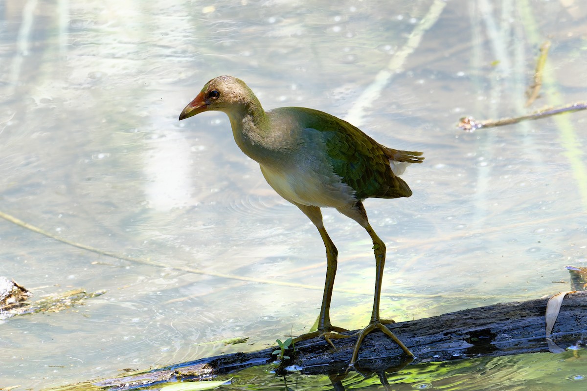 Малая султанка - ML645777367