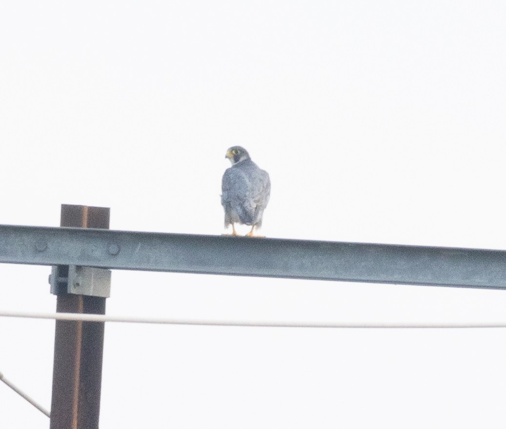 Peregrine Falcon - ML645777370