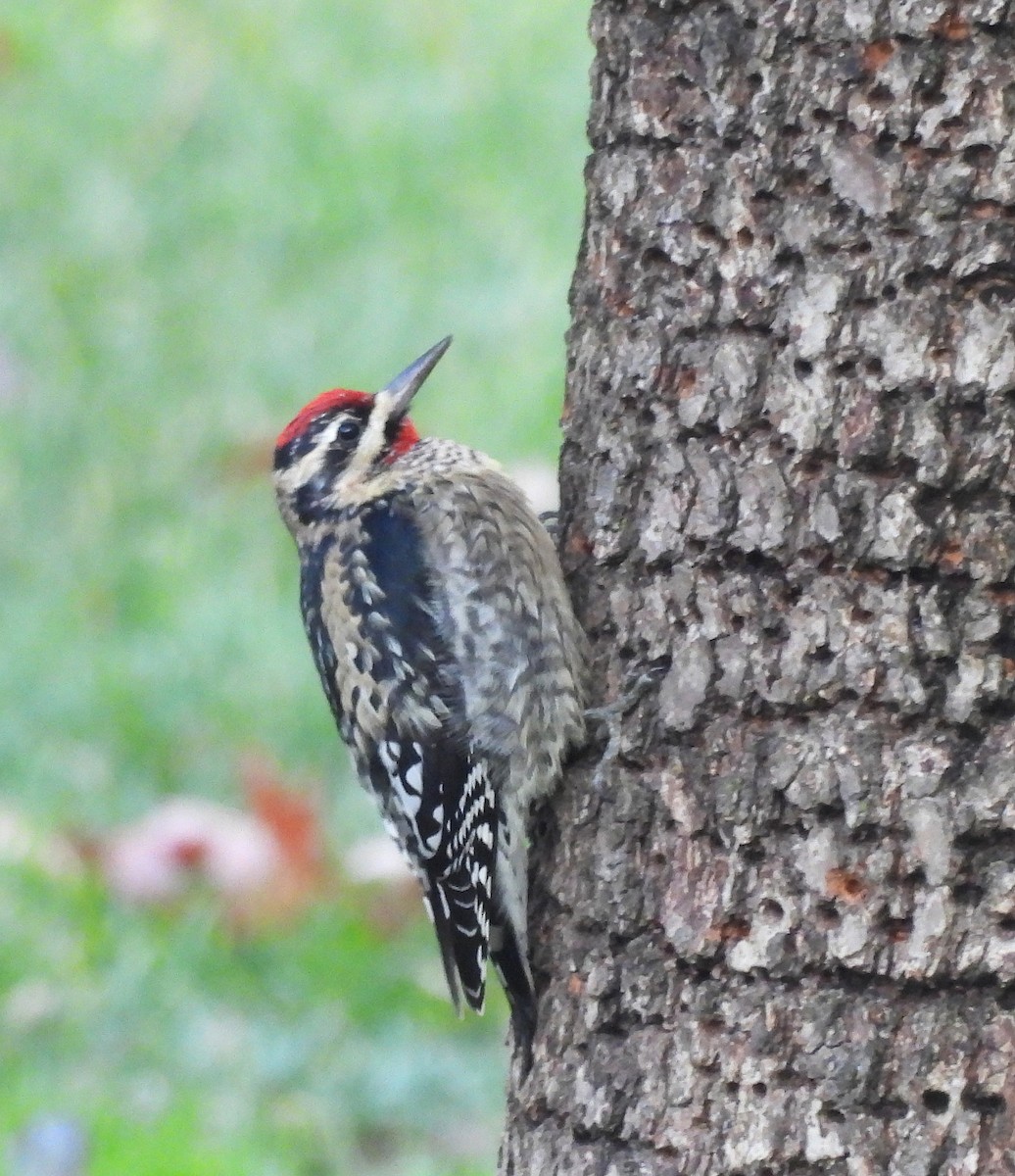 Yellow-bellied Sapsucker - ML645777384