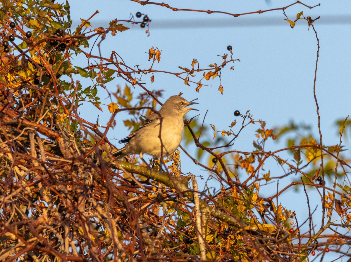 Northern Mockingbird - ML645777387