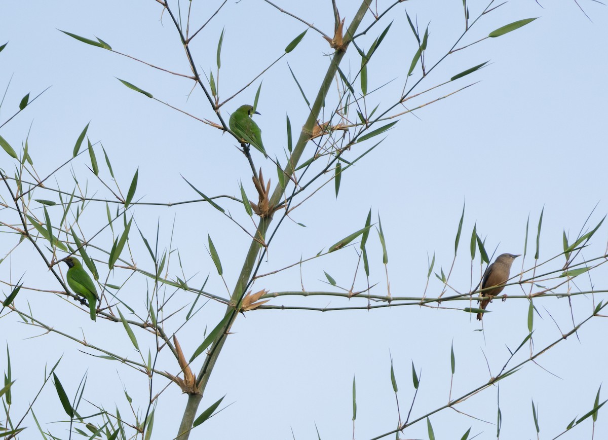 Золотолобая листовка - ML645777403