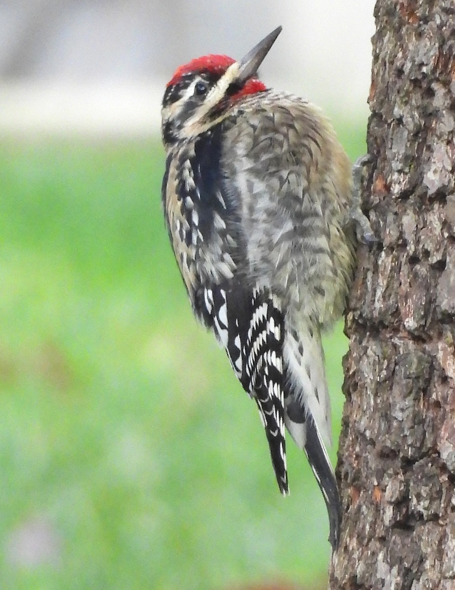 Yellow-bellied Sapsucker - ML645777405