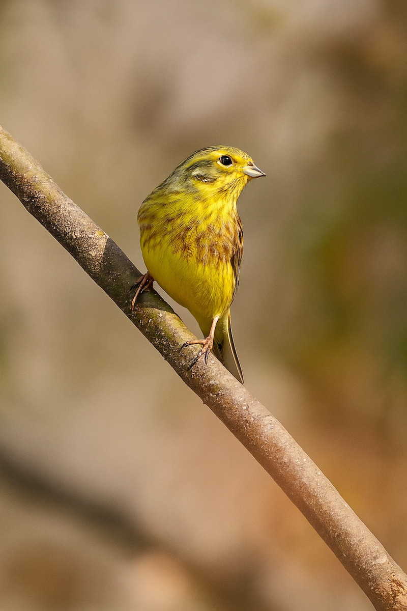 Yellowhammer - ML645777414