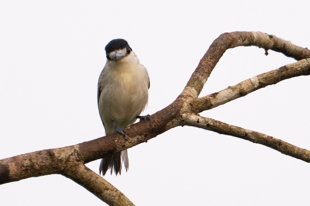 Cinereous Becard - ML645777423