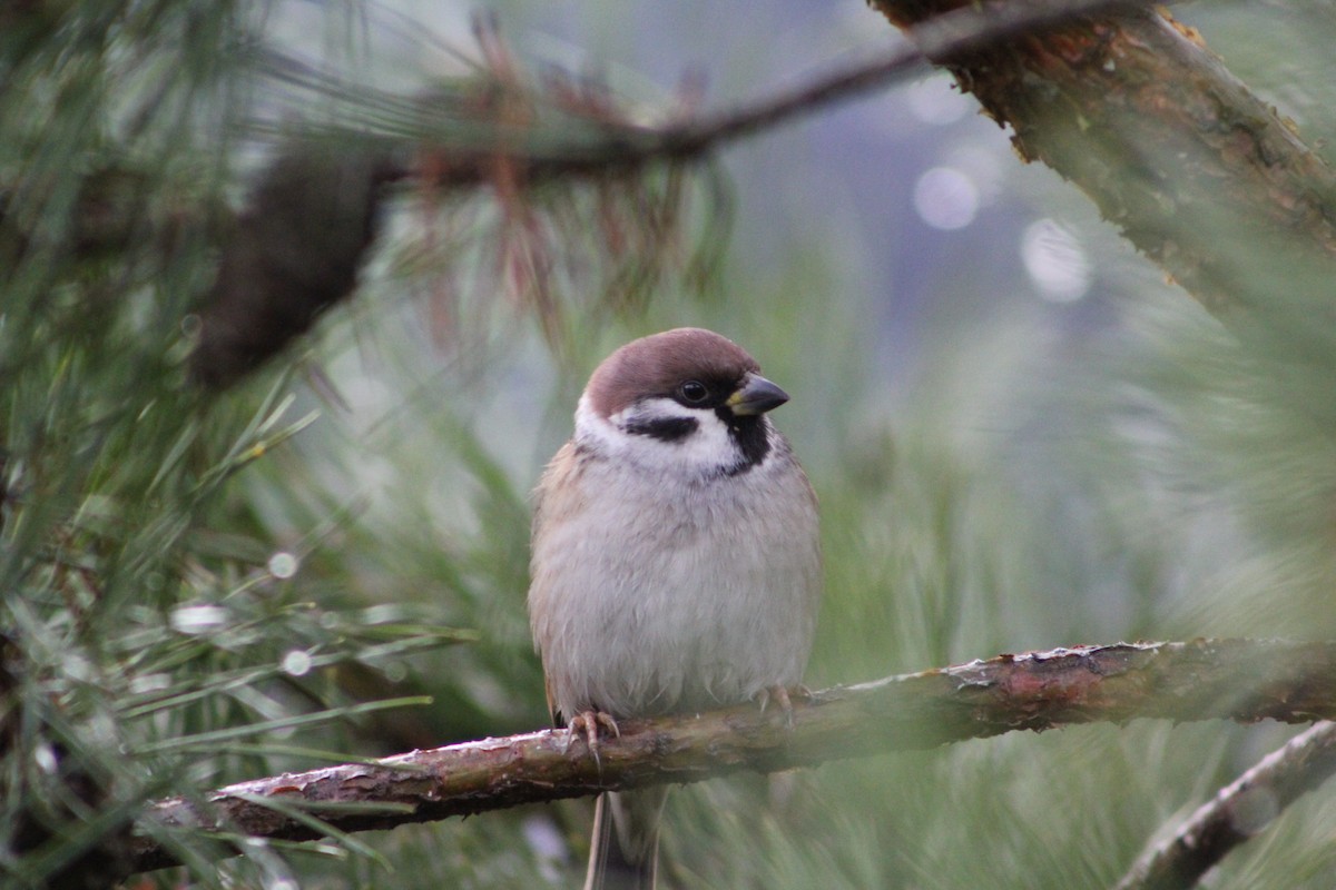 Eurasian Tree Sparrow - ML645777426