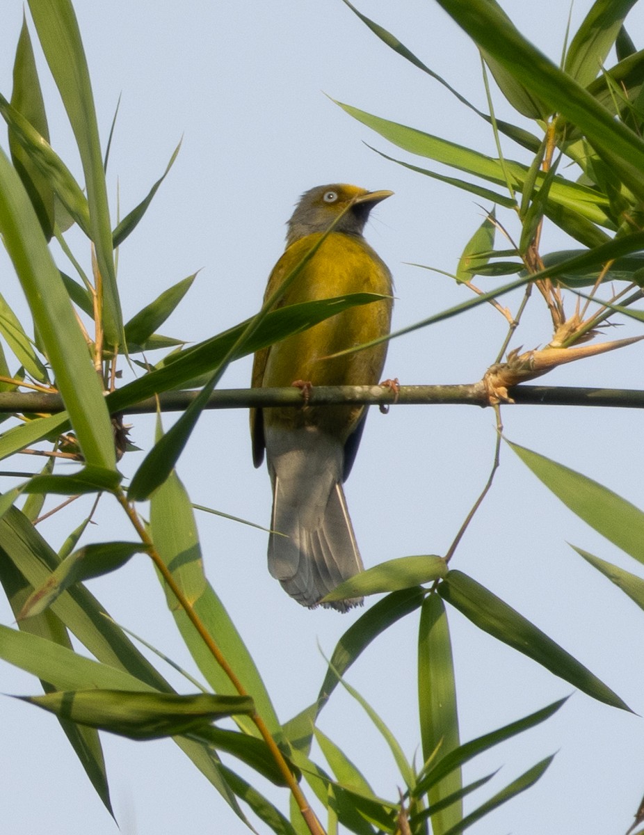 Gray-headed Bulbul - ML645777427
