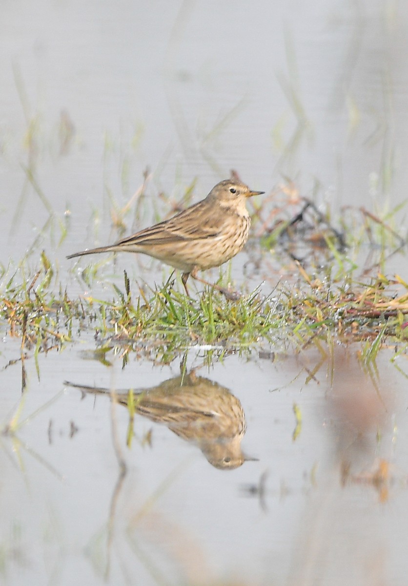 水鷚 - ML645777428