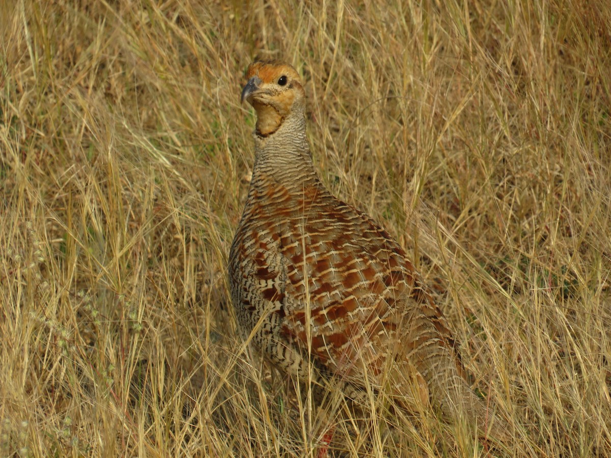 Gray Francolin - ML645777434