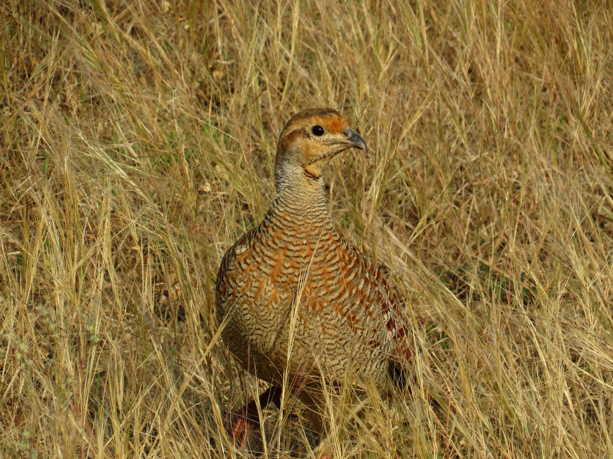 Gray Francolin - ML645777435