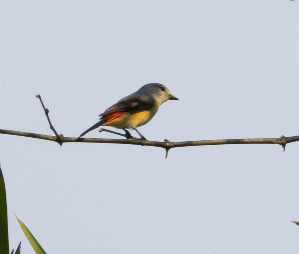 Zwergmennigvogel - ML645777436