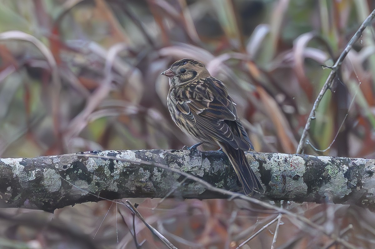 Lapland Longspur - ML645777437