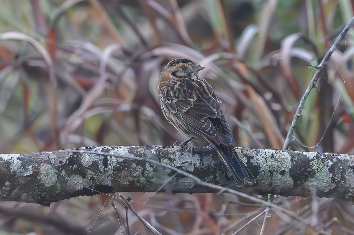Lapland Longspur - ML645777439