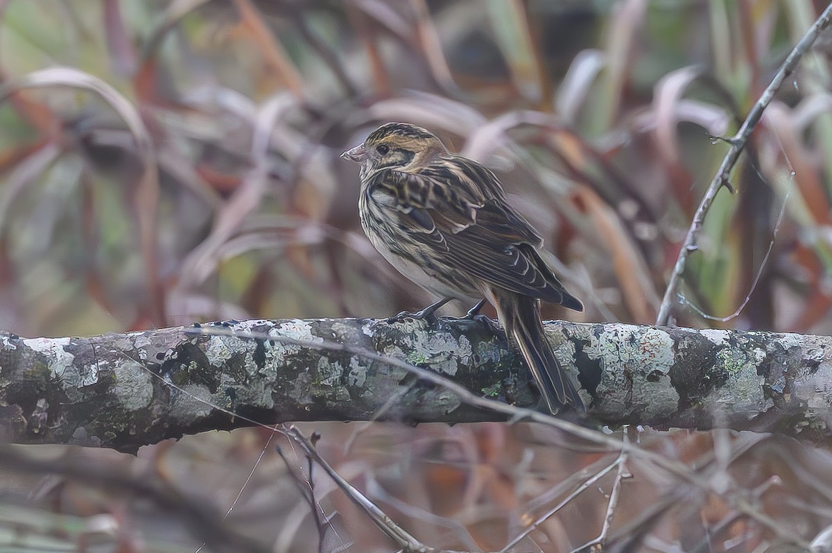 Lapland Longspur - ML645777441