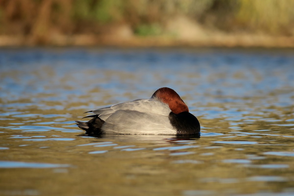 紅頭潛鴨 - ML645777444
