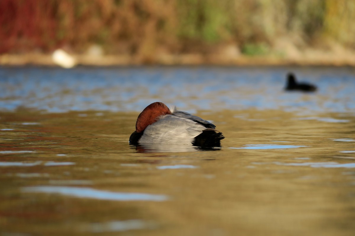 紅頭潛鴨 - ML645777445