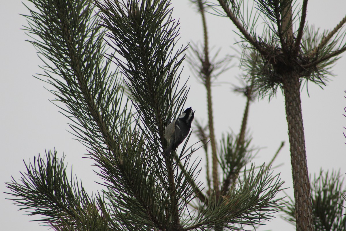 Pinu-kaskabeltza - ML645777446