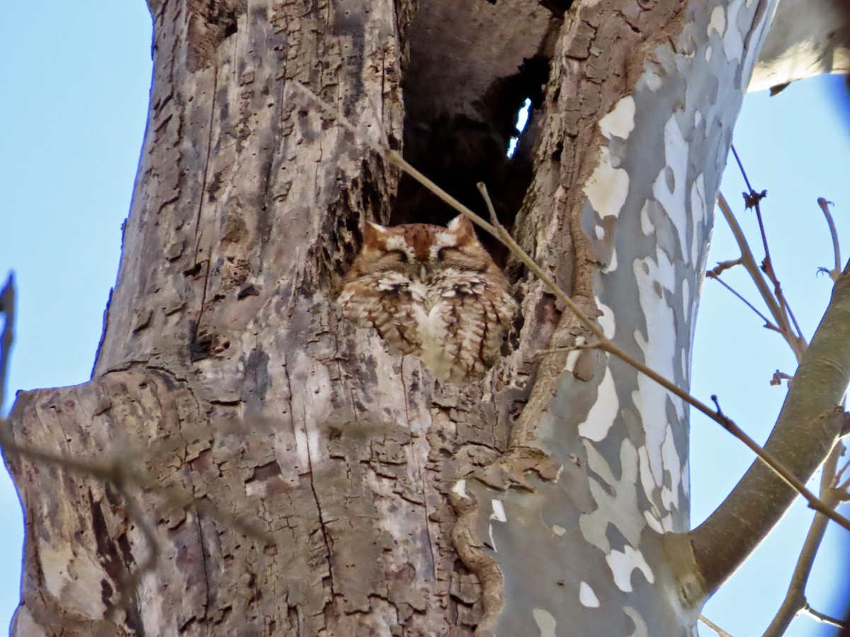 Eastern Screech-Owl - ML645777450