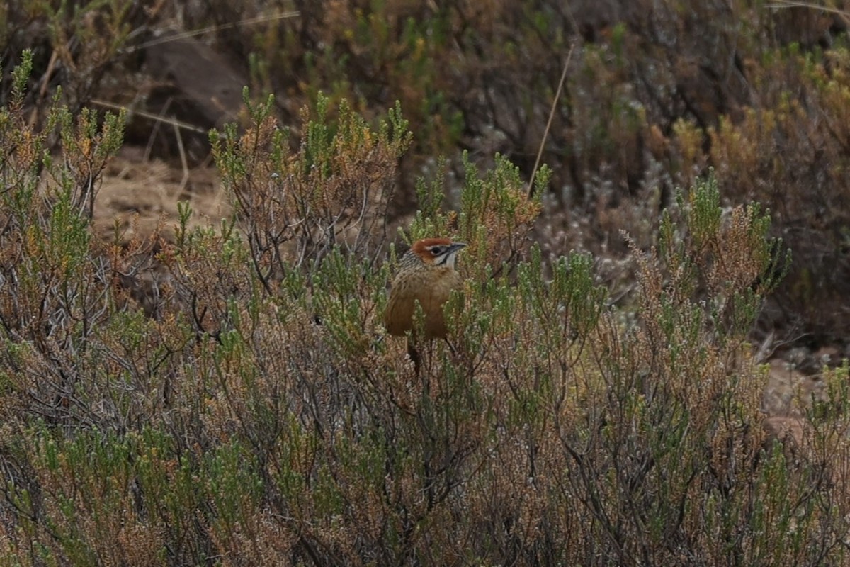 Cape Grassbird - ML645777451