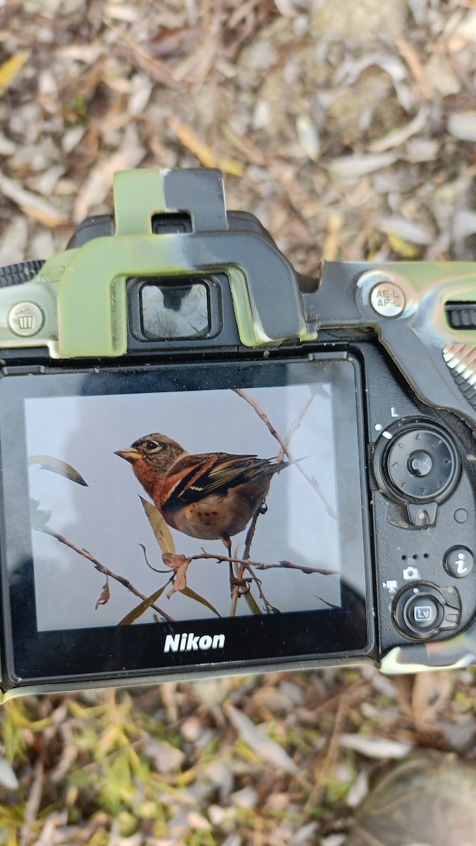 Negu-txonta - ML645777452