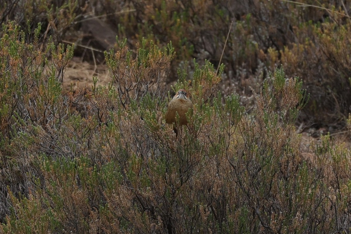 Cape Grassbird - ML645777453