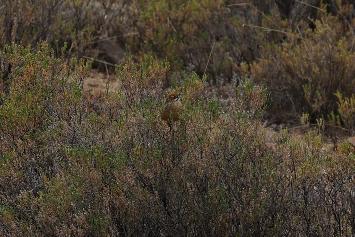 Cape Grassbird - ML645777454