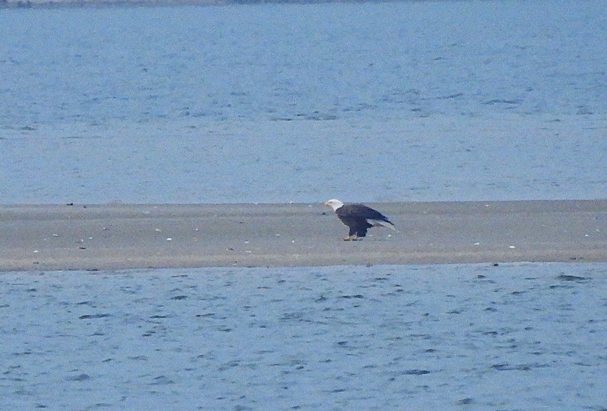 Itsas arrano buruzuria - ML645777455