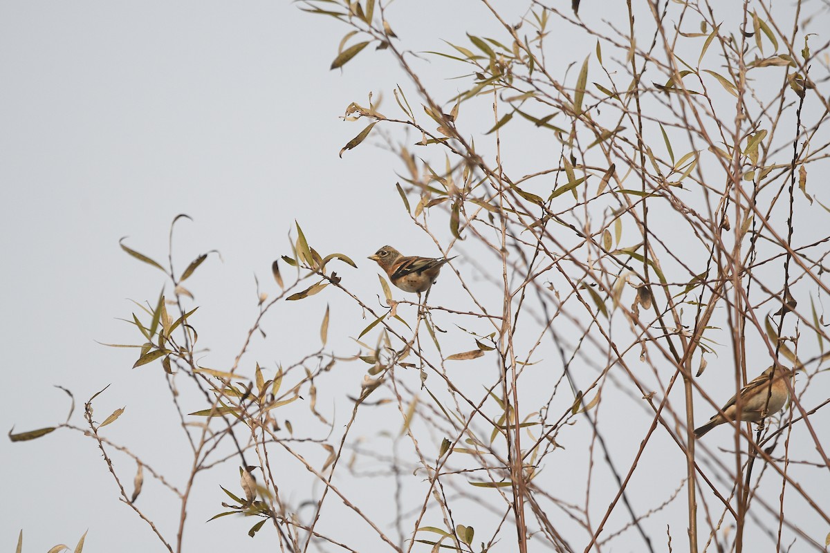 Negu-txonta - ML645777456