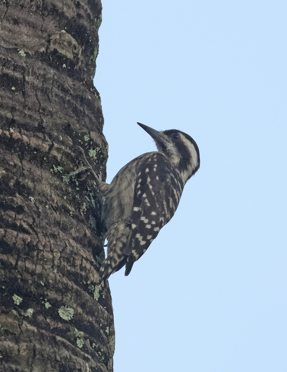 Sunda Pygmy Woodpecker - ML645777457
