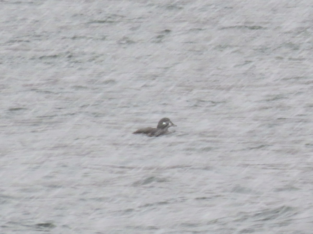 Ahate arlekina - ML645777458