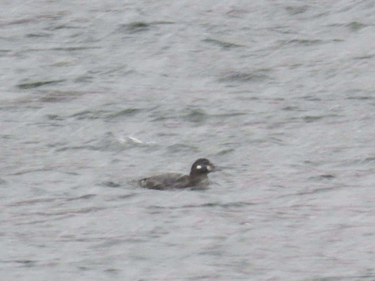 Ahate arlekina - ML645777459