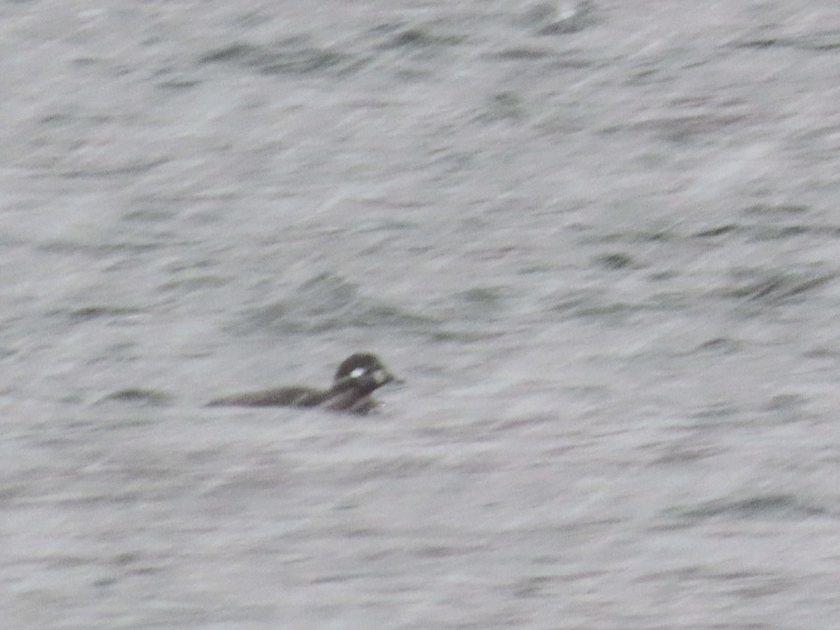 Ahate arlekina - ML645777460