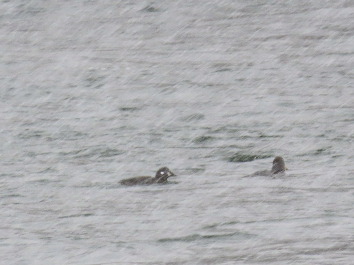 Ahate arlekina - ML645777461