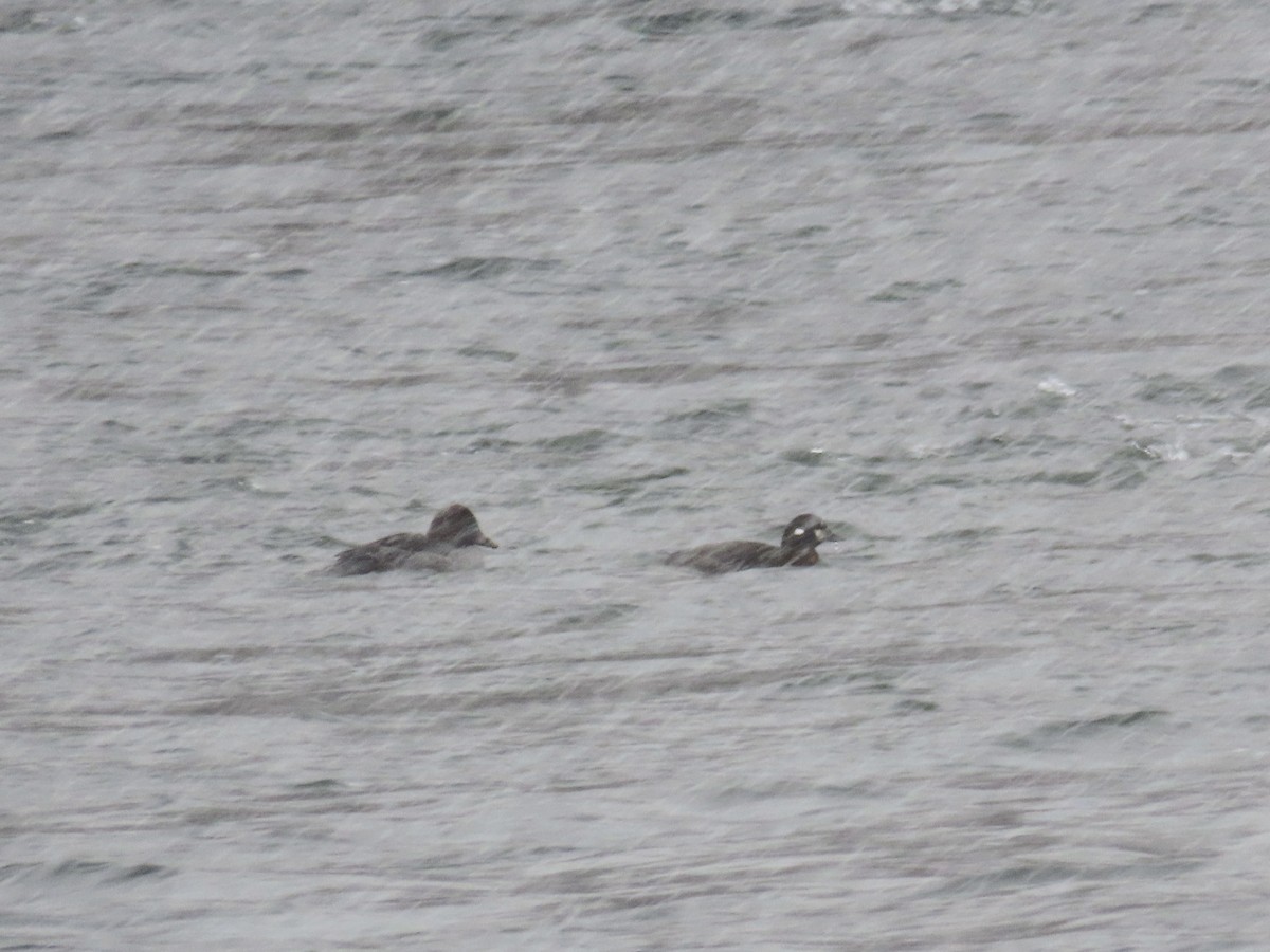 Ahate arlekina - ML645777462