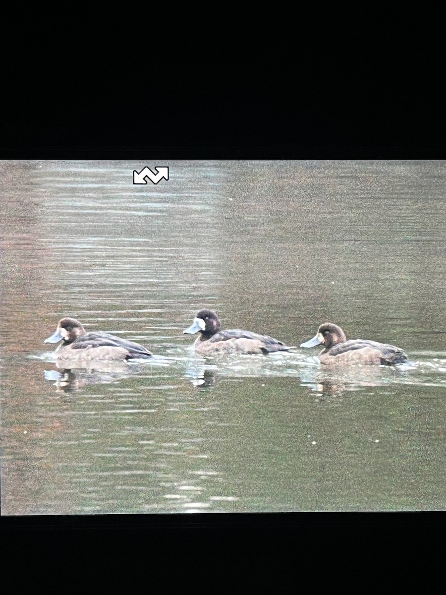 Murgilari handia - ML645777463