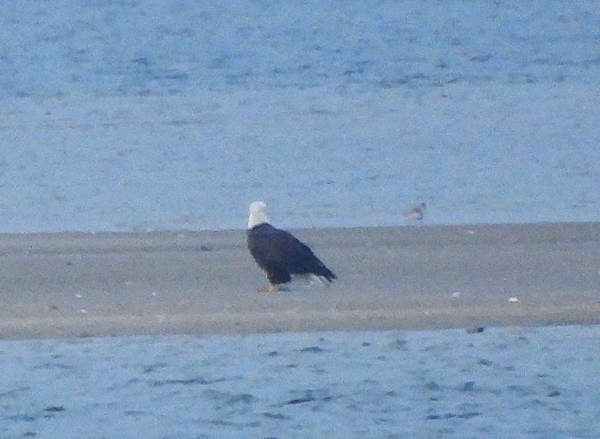 Itsas arrano buruzuria - ML645777464