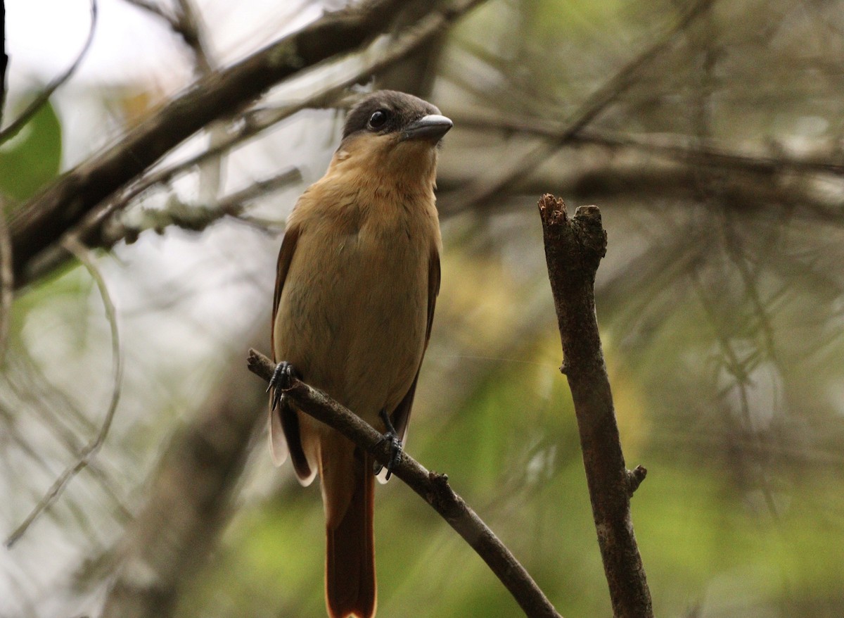 Crested Becard - ML645777465