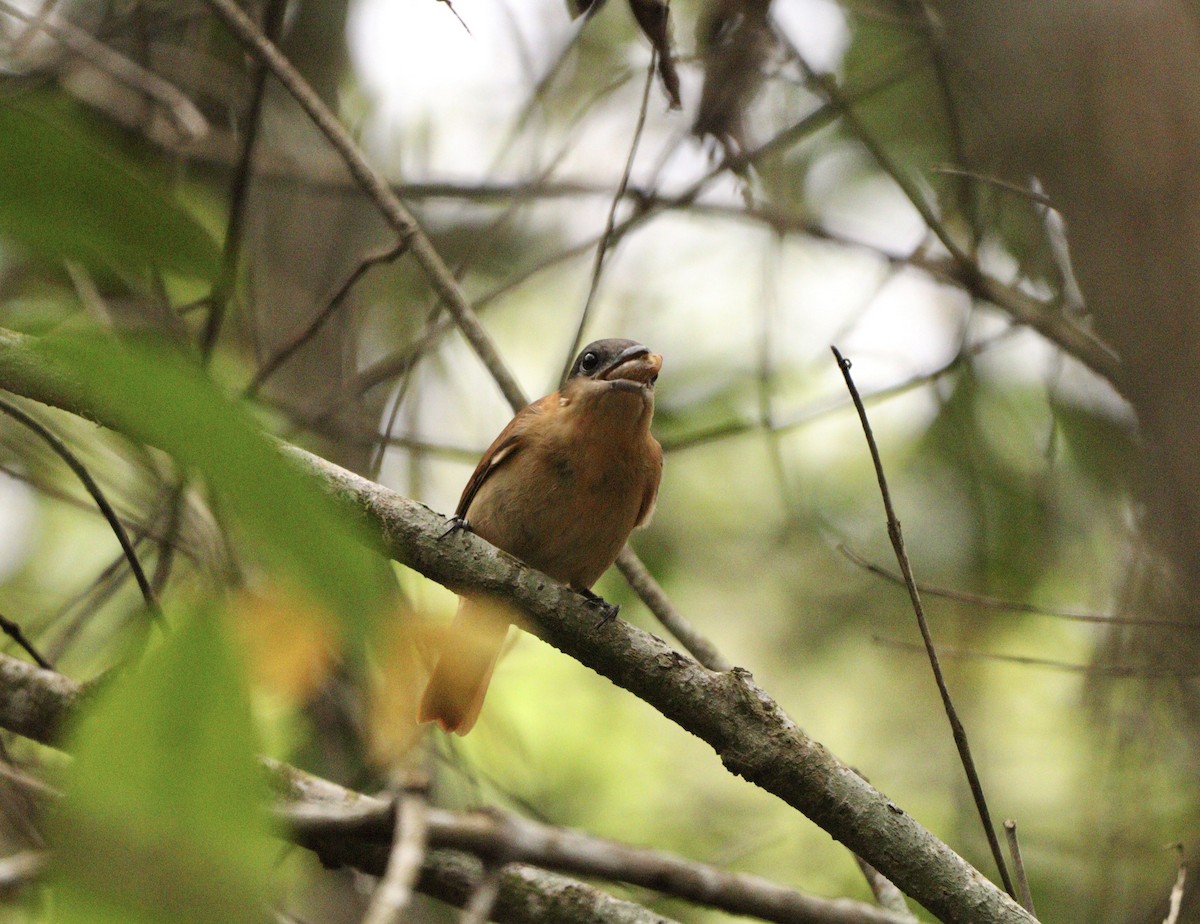 Crested Becard - ML645777466