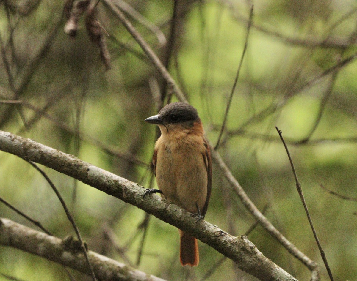 Crested Becard - ML645777467