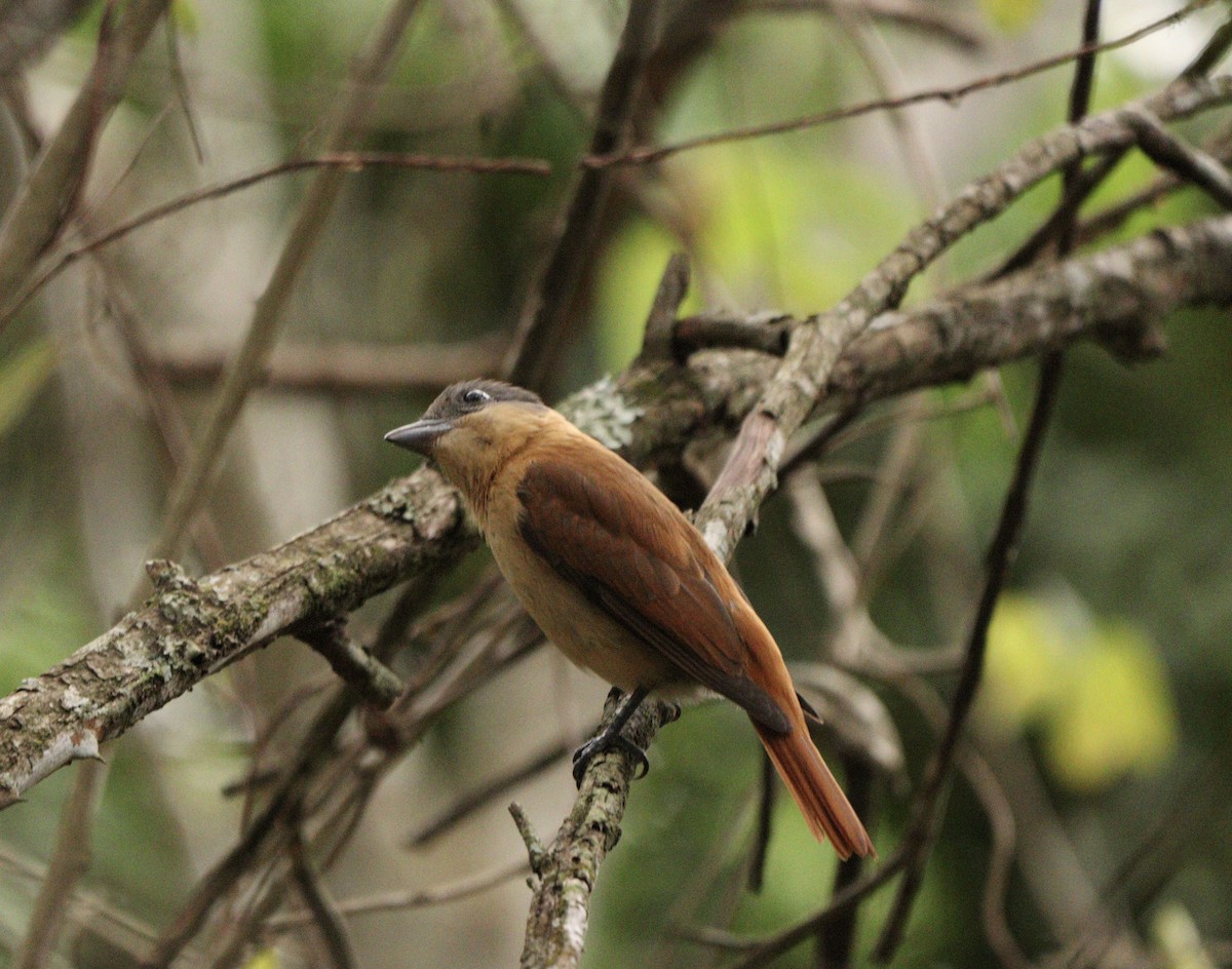 Crested Becard - ML645777468