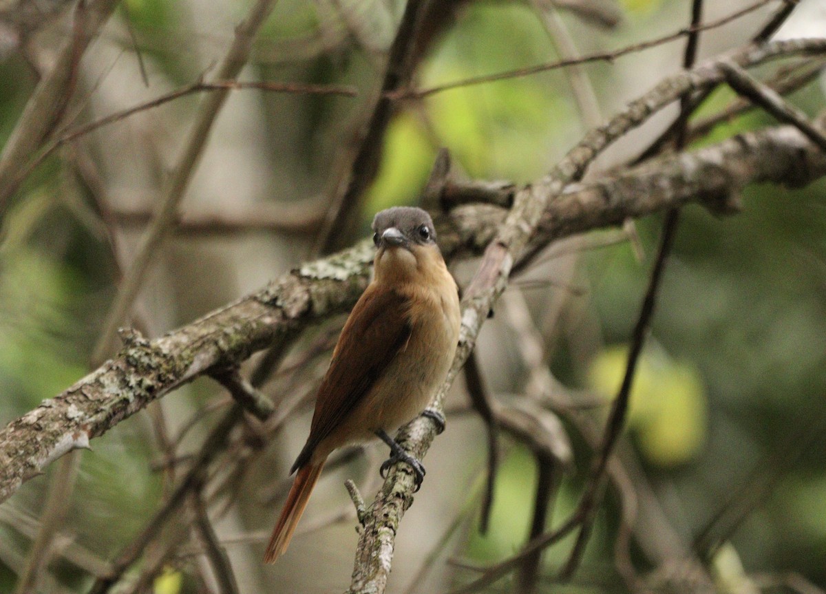 Crested Becard - ML645777469