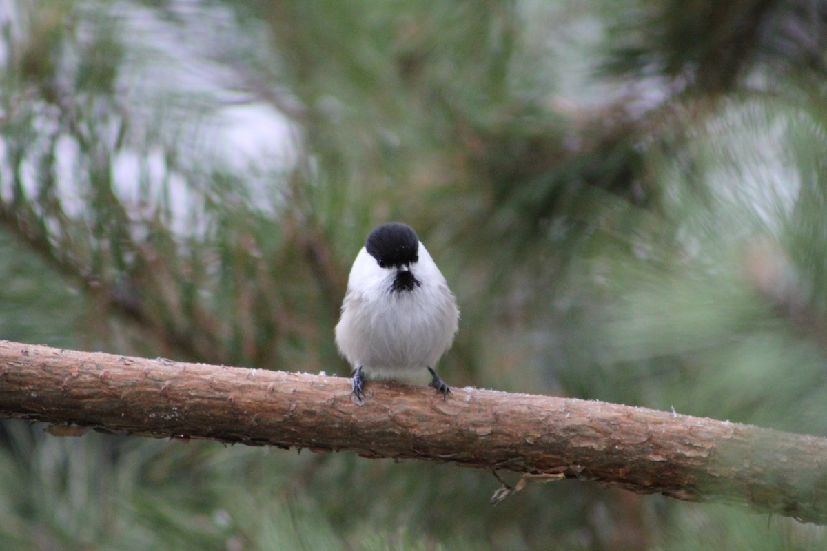 Mendi-kaskabeltza - ML645777471