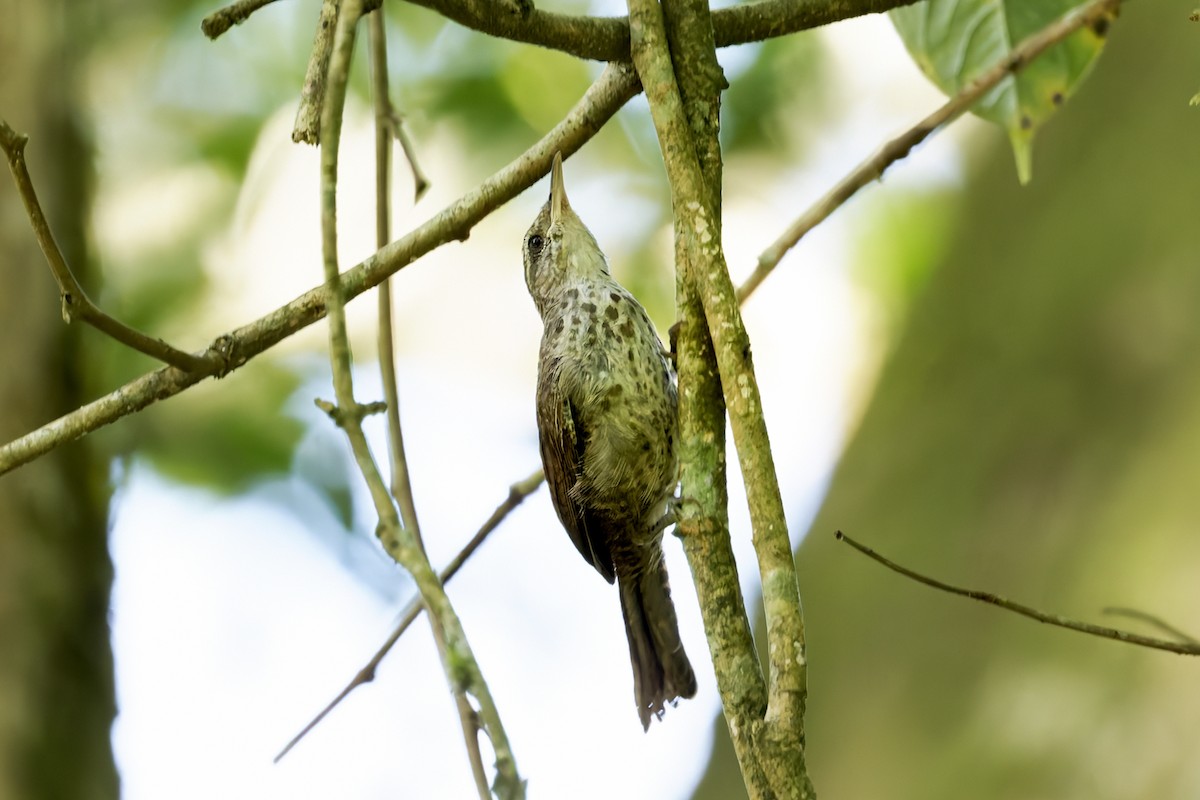 Thrush-like Wren (Spot-breasted) - ML645777472